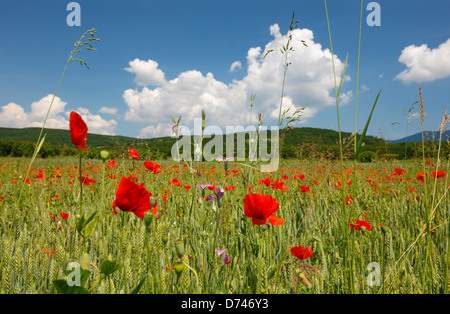 Mohnfelder Stockfoto