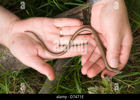 kleine kraftlosen Eidechse auf Händen gehalten Stockfoto