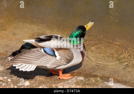 Mallard Duck trinken am Rand eines Pools Stockfoto