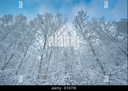 Bäume im Schnee vor einem blauen Himmel bedeckt Stockfoto