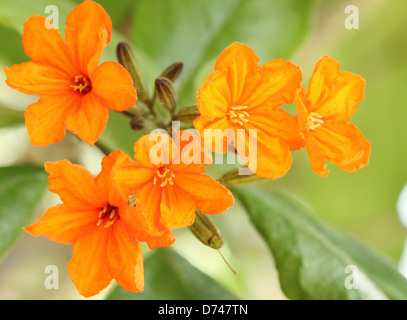 Nahaufnahme des schönen Cordia Sebestena (Geiger Tree) Stockfoto