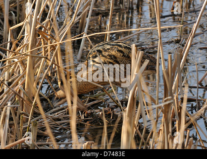 Rohrdommel - Botaurus Stellaris Jagd im Schilf Stockfoto