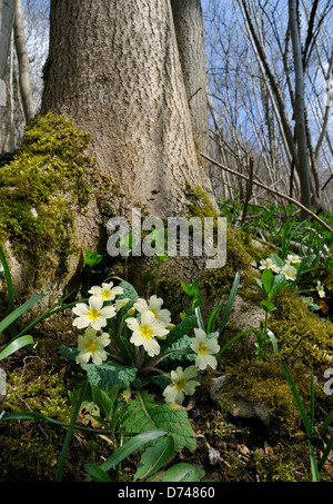 Primel - Primula Vulgaris wächst in Buche Wald Stockfoto