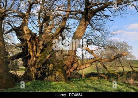 Tortworth Kastanie - Castanea Sativa über 800 Jahre alt bestimmt einer der fünfzig große britische Bäume Stockfoto