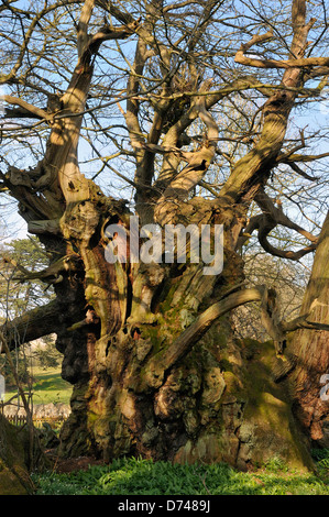 Tortworth Kastanie - Castanea Sativa über 800 Jahre alt bestimmt einer der fünfzig große britische Bäume Stockfoto