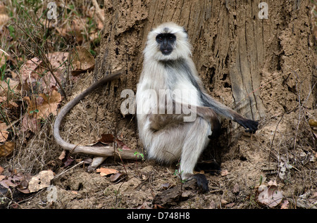 Hanuman Languren Affen Semnopithecus Entellus Madhya Pradesh, Indien Stockfoto