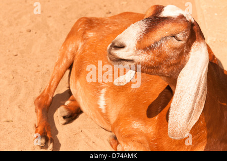 Hausziege (Capra Hircus) Sonnenbaden Stockfoto