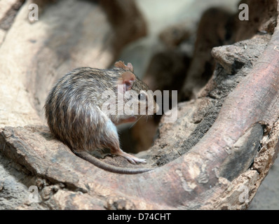 gestreiften Rasen Maus in ein Astloch Stockfoto