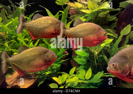 Unterwasserlandschaft mit Piranhas und Wasserpflanzen Stockfoto