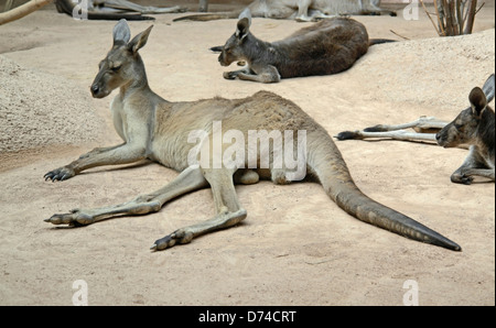 einige Kängurus auf dem Boden im Sand Kies anbiance Stockfoto