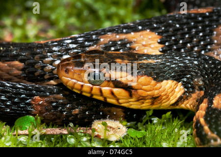 Breit-banded Wasserschlange, Nerodia Fasciata Confluens, Schlange, Reptil, North American Reptil Stockfoto