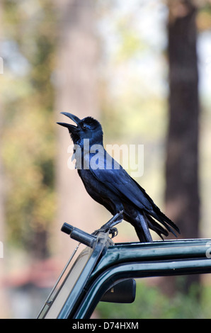 indischen Dschungel Krähe, Corvus (Macrorhynchos) Culminatus, touristischen Jeep, Kanha, Nationalpark, Tiger Reserve, Madhya Pradesh, Indien Stockfoto