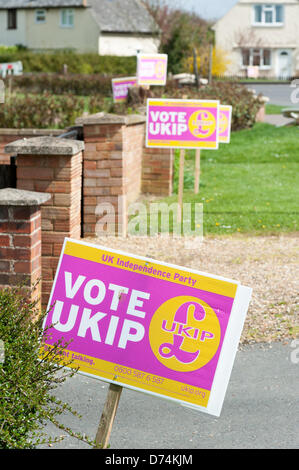 Ramsey, Cambridgeshire, Großbritannien. 29. April 2013.  Ein Meer der UK Independence Party-Unterstützung, Plakate außerhalb Häuser am Ramsey vor den Kommunalwahlen aufgereiht sind, am 2. Mai fällig. Ramsey ist die nur lokale Behörde kontrolliert durch die UKIP-Partei in Großbritannien seit 2011 mehrheitsfähig. Bildnachweis: Julian Eales/Alamy Live-Nachrichten Stockfoto