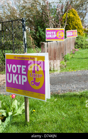 Ramsey, Cambridgeshire, Großbritannien. 29. April 2013.  Ein Meer der UK Independence Party-Unterstützung, Plakate außerhalb Häuser am Ramsey vor den Kommunalwahlen aufgereiht sind, am 2. Mai fällig. Ramsey ist die nur lokale Behörde kontrolliert durch die UKIP-Partei in Großbritannien seit 2011 mehrheitsfähig. Bildnachweis: Julian Eales/Alamy Live-Nachrichten Stockfoto