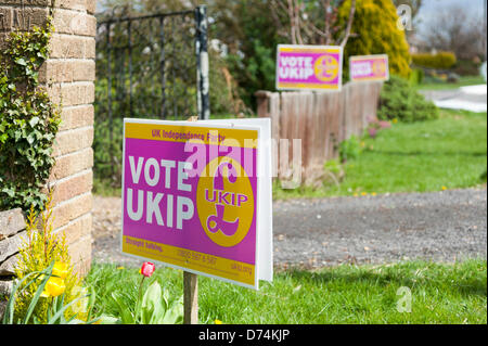 Ramsey, Cambridgeshire, Großbritannien. 29. April 2013.  Ein Meer der UK Independence Party-Unterstützung, Plakate außerhalb Häuser am Ramsey vor den Kommunalwahlen aufgereiht sind, am 2. Mai fällig. Ramsey ist die nur lokale Behörde kontrolliert durch die UKIP-Partei in Großbritannien seit 2011 mehrheitsfähig. Bildnachweis: Julian Eales/Alamy Live-Nachrichten Stockfoto