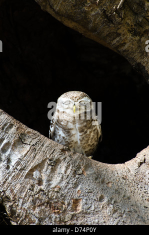 Gefleckte Owlet, Athene Brama, Madhya Pradesh, Indien Stockfoto