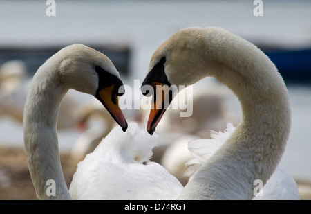 Schwäne machen eine Herzform Stockfoto