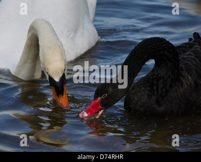 Black And White Schwäne füttern Stockfoto