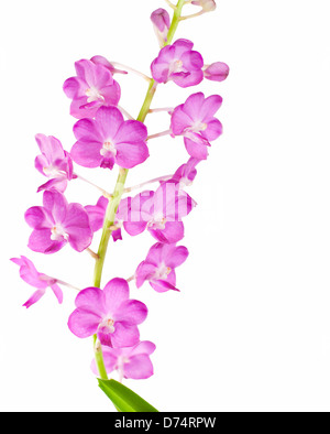 Lila Orchidee blüht auf weißem Hintergrund, Ascocentrum ampullaceum Stockfoto