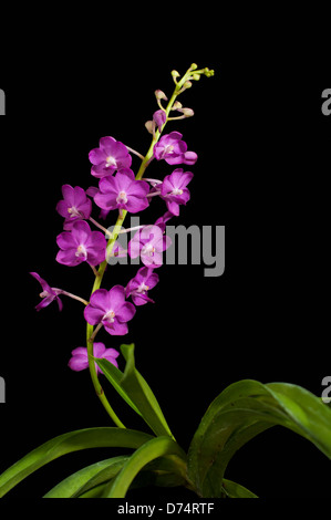 Lila Orchidee blüht auf schwarzem Hintergrund isoliert, Ascocentrum ampullaceum Stockfoto