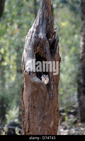 indische Zwergohreule Eule Otus Bakkamoena nisten, Loch, Madhya Pradesh, Indien Stockfoto