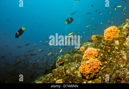 Sea of Cortez, Okt 1994 Digital Unterwasser schieben-Konvertierung, einer Bucht, die Halbinsel Baja California USA aus Mexiko trennt Stockfoto