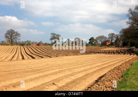 Ein Blick auf ein frisch bepflanzten Feld Kartoffeln mit Ridge Muster auf einem Bauernhof am Catfield, Norfolk, England, Vereinigtes Königreich. Stockfoto