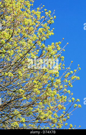 Frische Frühlingsluft Knospen öffnen auf eine Buche Scotland UK Stockfoto