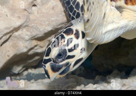 Porträt echte Karettschildkröte (Eretmochelys Imbricata), Rotes Meer, Hurghada, Ägypten, Afrika Stockfoto