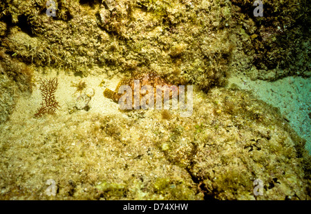 Meer von Cortez, Okt 1994 Digital Unterwasser schieben-Konvertierung, einer Bucht, die Halbinsel Baja California USA aus Mexiko trennt Stockfoto