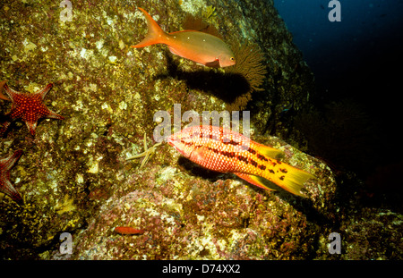 Meer von Cortez, Okt 1994 Digital Unterwasser schieben-Konvertierung, einer Bucht, die Halbinsel Baja California USA aus Mexiko trennt Stockfoto