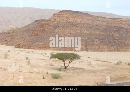 Akazie in der Nähe des Ende des Bereichs in der Wüste Sinai-Halbinsel, Ägypten Stockfoto