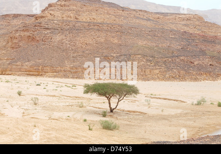 Akazie in der Nähe des Ende des Bereichs in der Wüste Sinai-Halbinsel, Ägypten Stockfoto