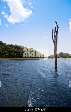 Tote Bäume in einem See Thekkady See, Thekkady, Periyar Nationalpark, Kerala, Indien Stockfoto