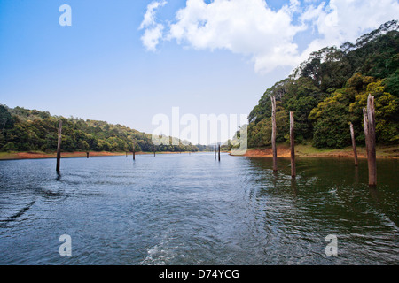 Tote Bäume in einem See Thekkady See, Thekkady, Periyar Nationalpark, Kerala, Indien Stockfoto