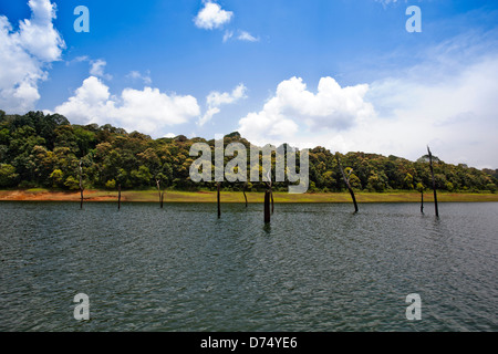 Tote Bäume in einem See Thekkady See, Thekkady, Periyar Nationalpark, Kerala, Indien Stockfoto