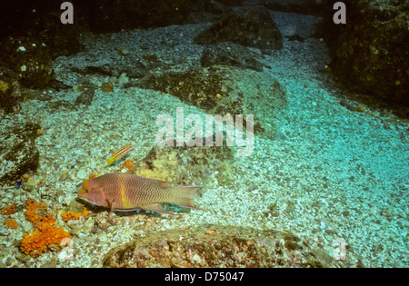 Meer von Cortez, Okt 1994 Digital Unterwasser schieben-Konvertierung, einer Bucht, die Halbinsel Baja California USA aus Mexiko trennt Stockfoto