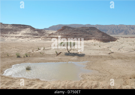 Akazie in der Nähe des Ende des Bereichs in der Wüste Sinai-Halbinsel, Ägypten Stockfoto