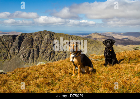 Zwei Hunde genießen einen großen Spaziergang im Lake District auf der schönen Coniston Fells im Frühjahr Stockfoto