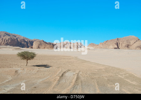 Akazie in der Nähe des Ende des Bereichs in der Wüste Sinai-Halbinsel, Ägypten Stockfoto