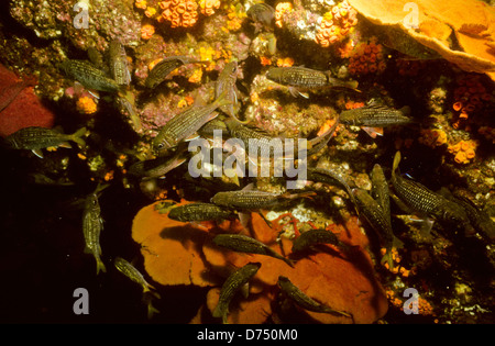 Meer von Cortez, Okt 1994 Digital Unterwasser schieben-Konvertierung, einer Bucht, die Halbinsel Baja California USA aus Mexiko trennt Stockfoto