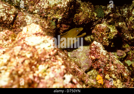 Sea of Cortez, Okt 1994 Digital Unterwasser schieben-Konvertierung, einer Bucht, die Halbinsel Baja California USA aus Mexiko trennt Stockfoto