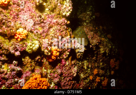 Meer von Cortez, Okt 1994 Digital Unterwasser schieben-Konvertierung, einer Bucht, die Halbinsel Baja California USA aus Mexiko trennt Stockfoto