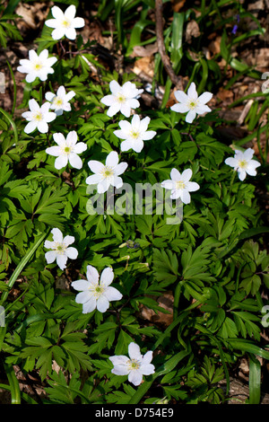 Holz-Anemonen Anemone Nemorosa wachsen wild in einem Waldgebiet auf Reigate Hill an einem schönen Frühlingstag Stockfoto