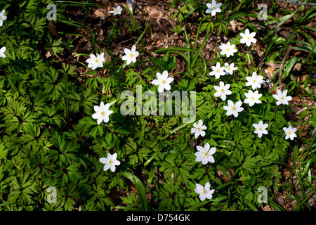 Holz-Anemonen Anemone Nemorosa wachsen wild in einem Waldgebiet auf Reigate Hill an einem schönen Frühlingstag Stockfoto