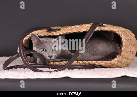 Russisch Blau liegend Stockfoto