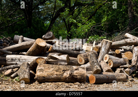 trockenes Holz aus Dschungel für Kohle Stockfoto