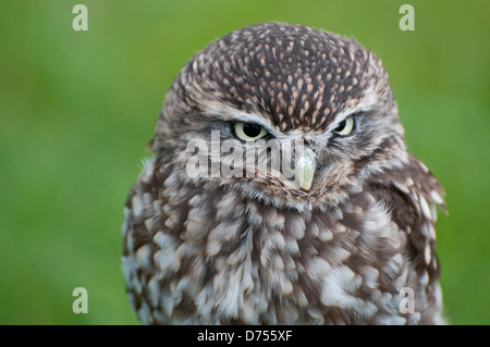 Kleine Eule Stockfoto
