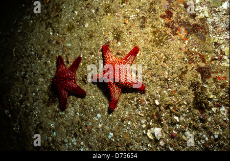 Sea of Cortez, Okt 1994 Digital Unterwasser schieben-Konvertierung, einer Bucht, die Halbinsel Baja California USA aus Mexiko trennt Stockfoto