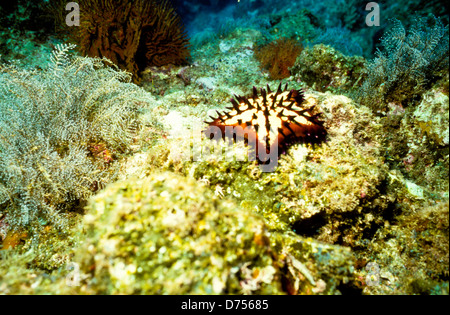 Sea of Cortez, Okt 1994 Digital Unterwasser schieben-Konvertierung, einer Bucht, die Halbinsel Baja California USA aus Mexiko trennt Stockfoto